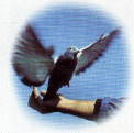 Notre logo Notre logo