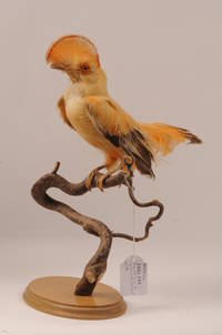 Coq-de-roche orange (Rupicola rupicola)