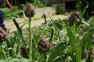 Artichaut violet de Provence