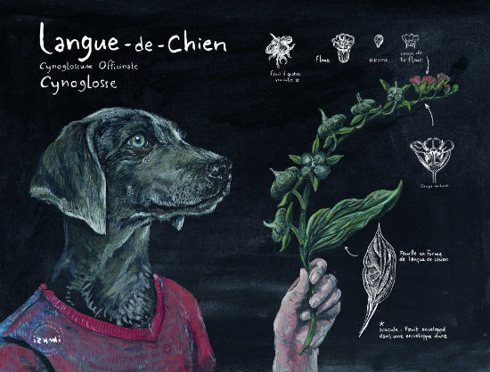 Langue de chien ©Izumi