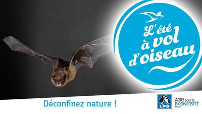 Les chauves-souris de St Nicolas Les chauves-souris de St Nicolas