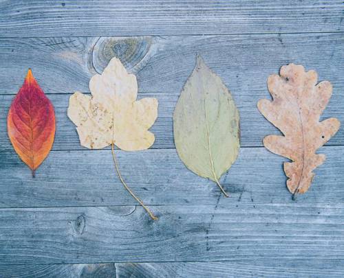 Des feuilles et des arbres Des feuilles et des arbres