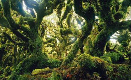 La forêt, une communauté vivante La forêt, une communauté vivante