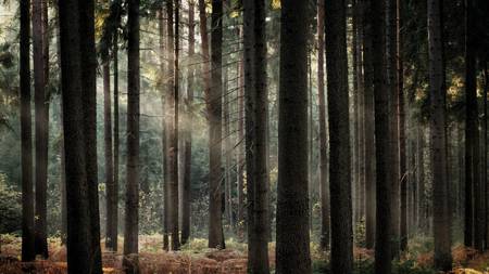Sortie pédestre : ce que les arbres racontent des Hommes Sortie pédestre : ce que les arbres racontent des Hommes