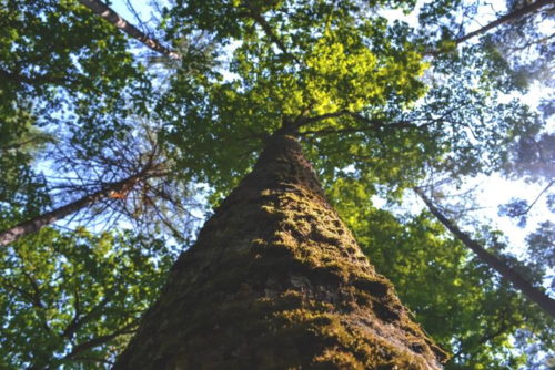 La mythologie des arbres La mythologie des arbres
