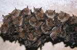 Illustration LE JOUR DE LA NUIT : CHAUVE-SOURIS ET CIEL NOCTURNE Image LE JOUR DE LA NUIT : CHAUVE-SOURIS ET CIEL NOCTURNE