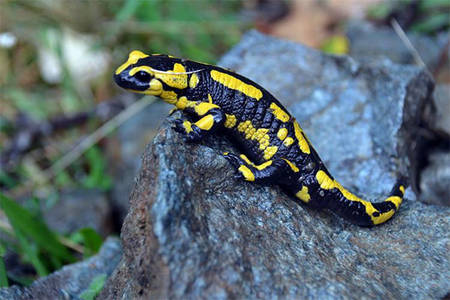 Le petit peuple de la nuit: sur les traces de la salamandre tachetée Le petit peuple de la nuit: sur les traces de la salamandre tachetée