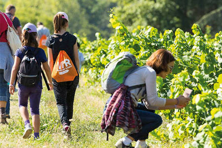 Vignes Vins Randos Vignes Vins Randos