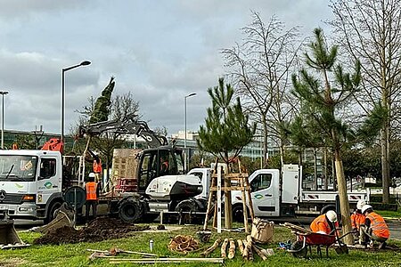 photo de plantation d'arbres signaux