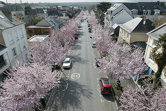 Alignement de prunus en fleur, rue de la Blancheraie.