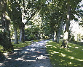 L'all&eacute;e des ch&ecirc;nes &copy; Ville d'Angers - Clich&eacute; Direction Parcs, Jardins et Paysages. Lydia Foucher.
