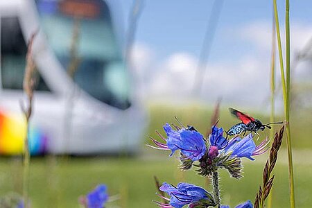 photo d&#039;un papillon sur un bleuet avec le tramway en arri&egrave;re-plan