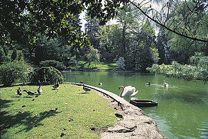 Jardin des Plantes, bassin aux cygnes &copy; Ville d&rsquo;Angers. Clich&eacute; Jean-No&euml;l Sortant.