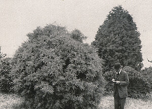 Gaston Allard devant des cupressus arizonica en 1912 &copy; Clich&eacute; R. Lhomme.