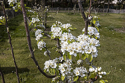 photo d&#039;un jeune arbre en fleurs