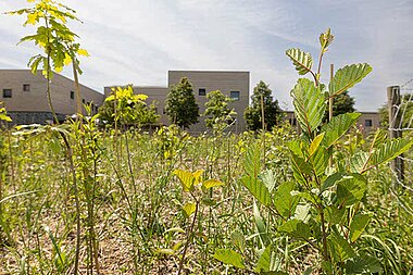 photo de la miniforêt et du bâtiment de la cité éducative