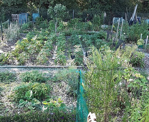 photo du 1er prix de la cat&eacute;gorie parcelle de jardin familial