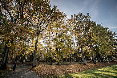 Boisement du parc du Hutreau.