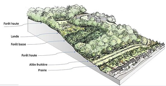 dessin projeté de la forêt de Grésillé dans 50 ans.