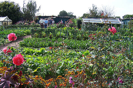 Photo des jardins familiaux de la Treille.