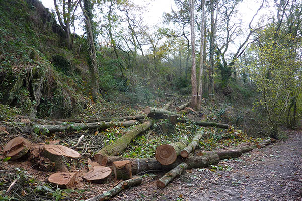 Travaux d'entretien sur le patrimoine arboré des parcs Saint-Nicolas