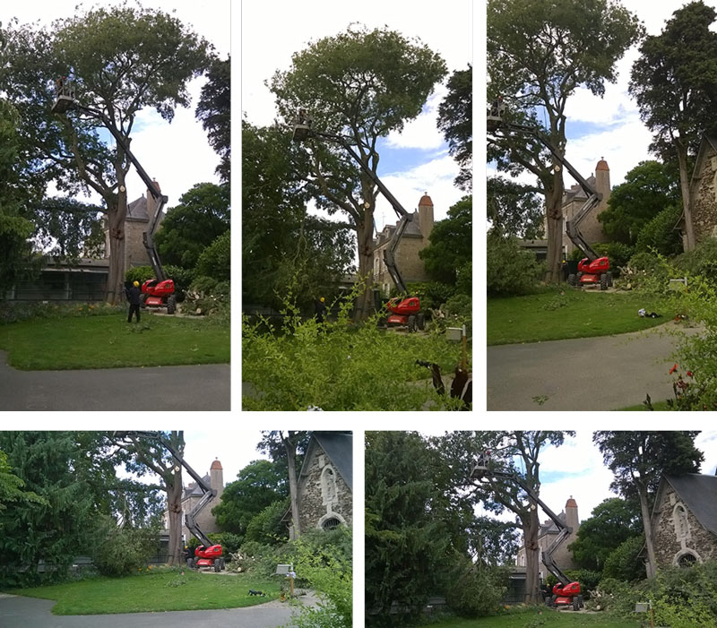 Abattage d&#039;un arbre dangereux au jardin des plantes