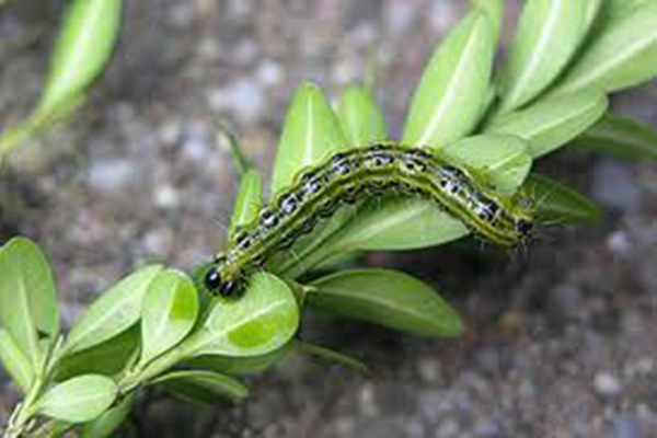 Traitement biologique contre la pyrale du buis