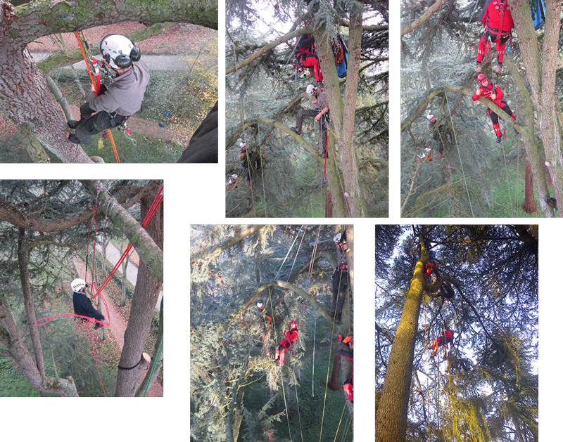 Exercice de secourisme dans les arbres, par les pompiers du Groupe de Reconnaissance et d&#039;Intervention en Milieu P&eacute;rilleux.