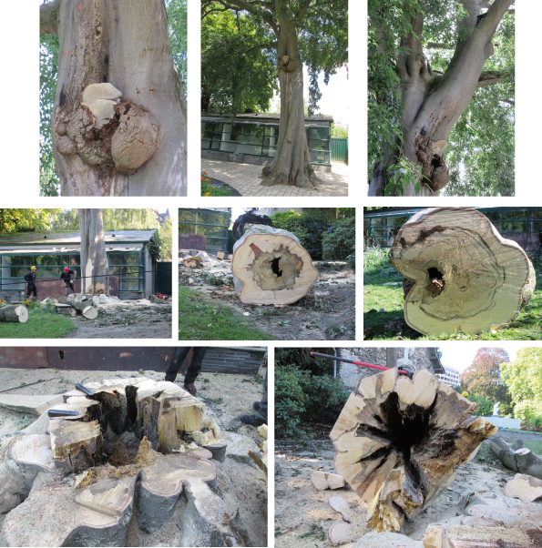 Abattage d&#039;un arbre dangereux au jardin des plantes