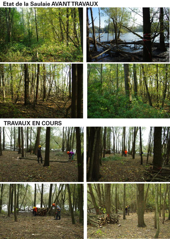 Travaux d'entretien au lac de Maine avec des élèves du lycée du Fresne