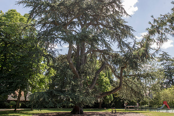 L'arbre en ville, pour quoi faire ?