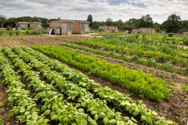 Photo de jardins partag&eacute;s