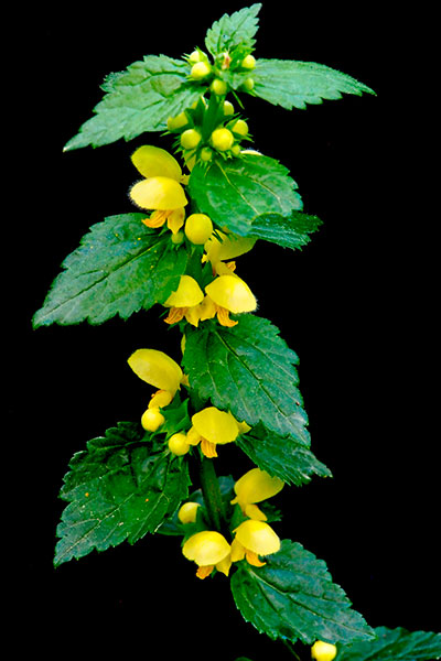Lamier jaune