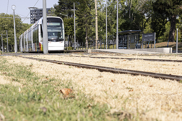 Photo de gazon s&eacute;ch&eacute; sur la voie du tramway d&#039;Angers Loire M&eacute;tropole.