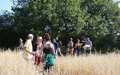 Blés paysans et recherche participative