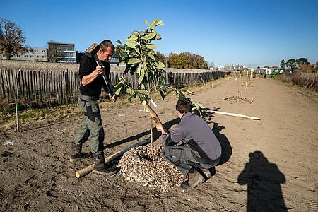 Comment bien planter son arbre ?
