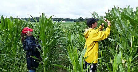 Les emplois saisonniers agricoles : la castration du maïs
