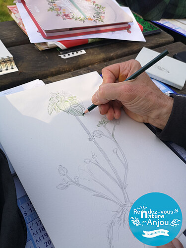 Dessine-moi un herbier de plantes sauvages