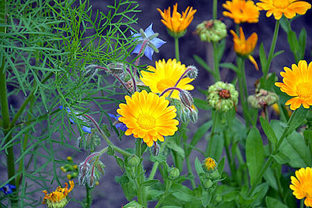 Les couleurs du printemps