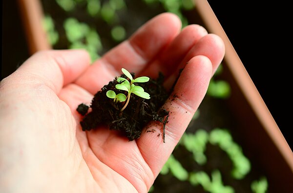 Mes premiers semis au potager
