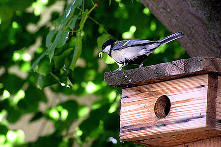 Observons les oiseaux !