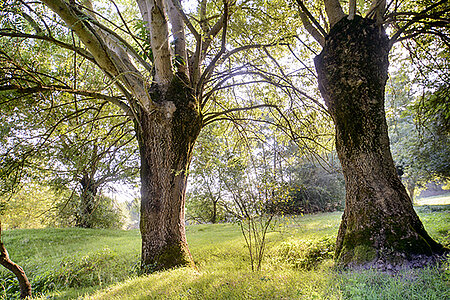 Force de la nature