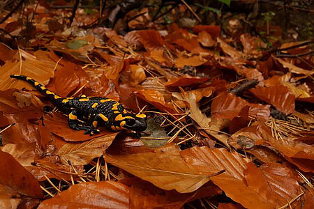 A la découverte des amphibiens
