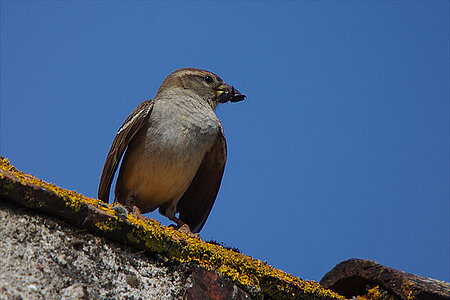 Les oiseaux des berges de Maine
