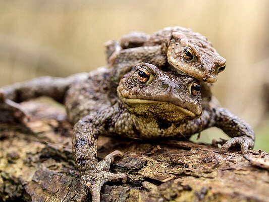 Amphibiens : la saison des amours