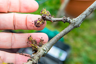 Allergies : le pollinarium vous informe des &eacute;missions en cours
