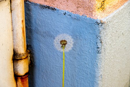 Sauvages de ma rue Spipoll : Sciences participatives et biodiversité, déjà 10 ans