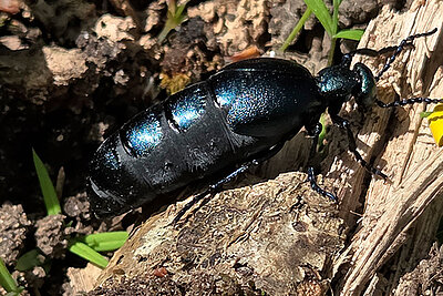 D&eacute;fi Nature urbaine : photographiez les esp&egrave;ces locales