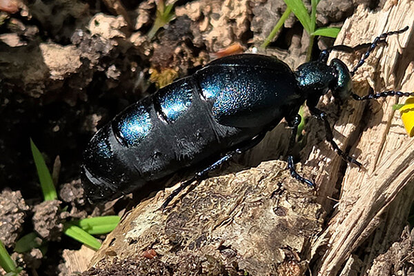 D&eacute;fi Nature urbaine : photographiez les esp&egrave;ces locales