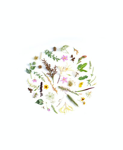 Crée ton marque-page herbier / ATELIER DIY NATURE